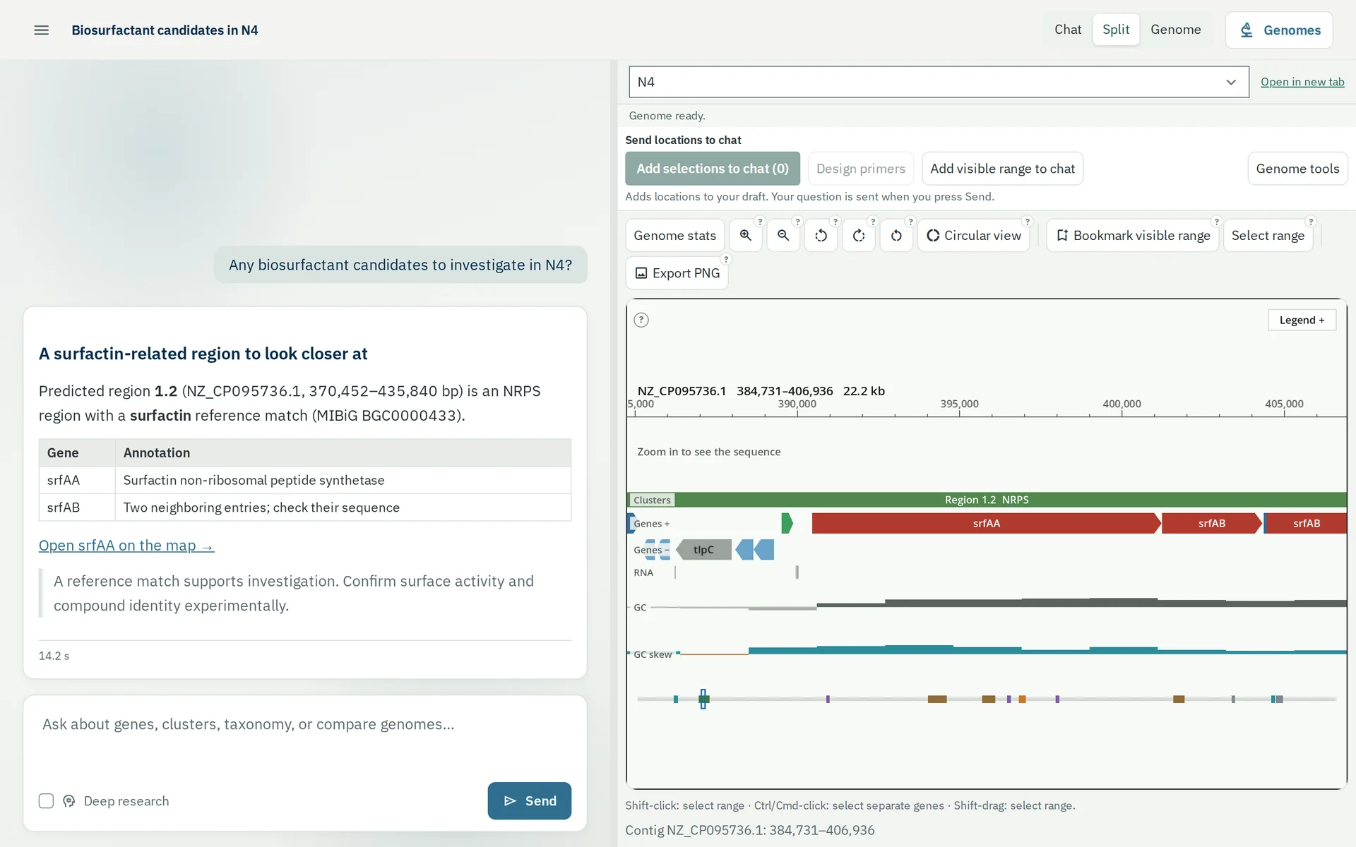 The actual Elychat workspace in Split view: on the left, a question about biosurfactant candidates in N4 and Ely's answer about surfactin-related region 1.2; on the right, the genome map zoomed onto srfAA and its neighbors.